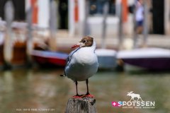 venise_170718__-252