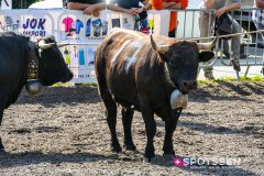 bagnes_combatsreines_170923_-15