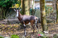 heidelberg_171030__-75