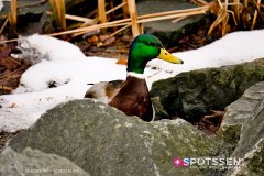 stockholm_180408__-130