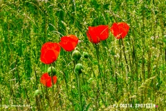 iserables_180526_-(82)