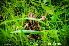 binn_180617_-(97)