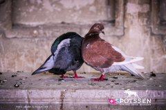 avignon_180727__-23