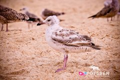 nazare_180722_-10