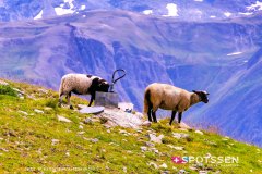 aletsch_180811_-110