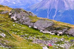 aletsch_180811_-111