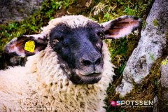 aletsch_180811_-112