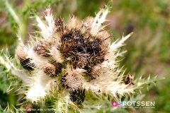 aletsch_180811_-125