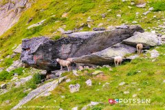 aletsch_180811_-128