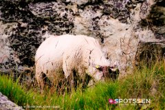 aletsch_180811_-132