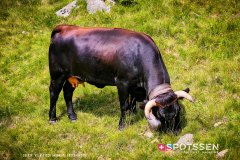 aletsch_180811_-143