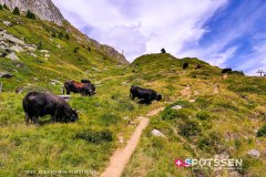 aletsch_180811_-144