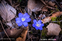 adonis_190317_-38