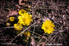 adonis_190317_-49