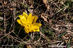 adonis_190317_-51