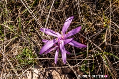 adonis_190317_-56