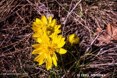 adonis_190317_-58
