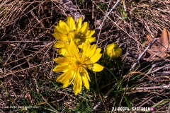 adonis_190317_-59