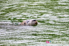 goteborg_190728_-121