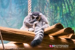 anverszoo_191030_-1