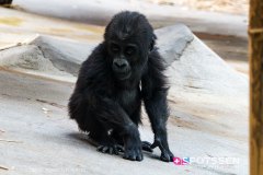 anverszoo_191030_-10