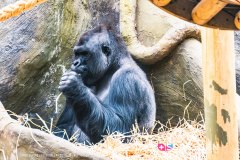 anverszoo_191030_-11