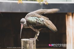 anverszoo_191030_-12