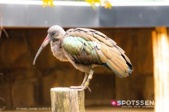 anverszoo_191030_-13