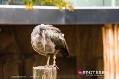 anverszoo_191030_-14