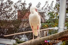 anverszoo_191030_-15