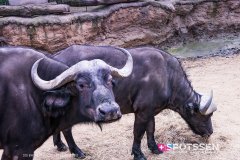 anverszoo_191030_-16