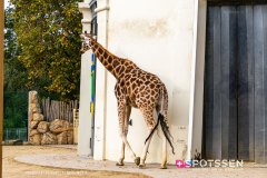 anverszoo_191030_-19