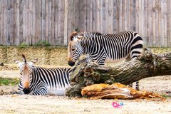 anverszoo_191030_-20