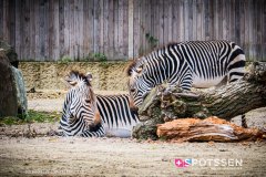 anverszoo_191030_-21