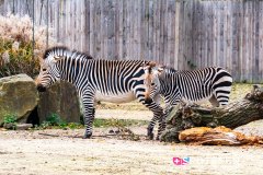anverszoo_191030_-22