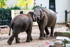 anverszoo_191030_-25