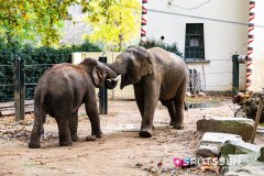anverszoo_191030_-27