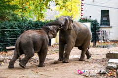 anverszoo_191030_-28