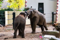 anverszoo_191030_-29