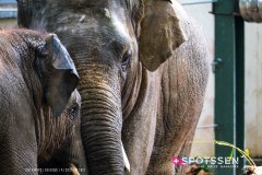 anverszoo_191030_-30