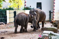 anverszoo_191030_-31