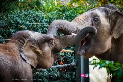 anverszoo_191030_-32