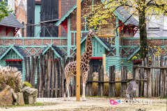 anverszoo_191030_-34
