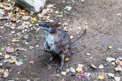 anverszoo_191030_-37