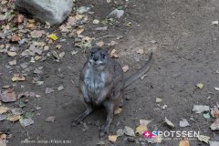 anverszoo_191030_-38