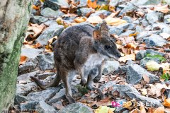 anverszoo_191030_-39