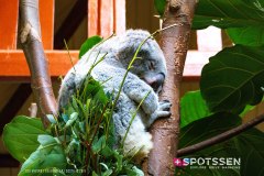 anverszoo_191030_-4