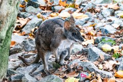 anverszoo_191030_-40