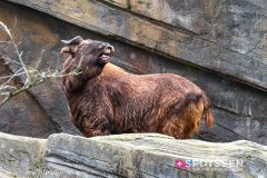 anverszoo_191030_-41