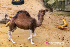 anverszoo_191030_-43
